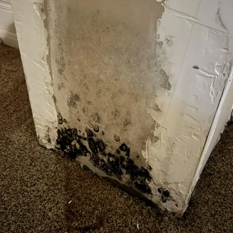 Professional Mold Removal in Brownstown, IN